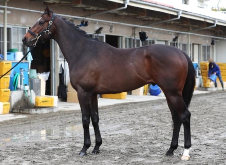 絆✨シックスペンス✨絆【メイクデビューからクラシック軌跡】 シックスペンス (Sixpence) | 競走馬データ - netkeiba