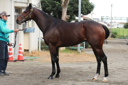 細江純子の馬体診断