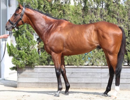 当選品】札幌競馬場　キーンランドカップ　レプリカゼッケン　シナモンスティック 当選品】札幌競馬場キーンランドカップレプリカゼッケンシナモン