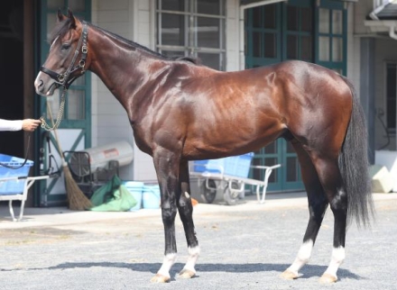 馬、9投、ねり、ロウ、馬、9投で、人生が、馬く、行く、出品。 アーリントンロウ (Arlington Row) | 競走馬データ - netkeiba