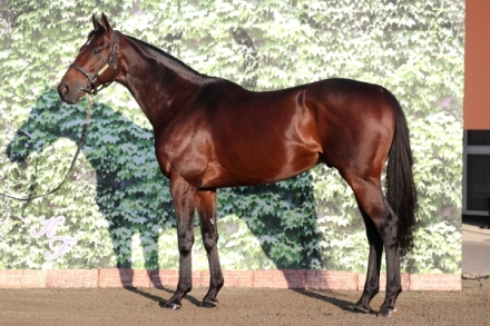 レイデオロ　馬　毛　たてがみ レイデオロ (Rey de Oro) | 競走馬データ - netkeiba