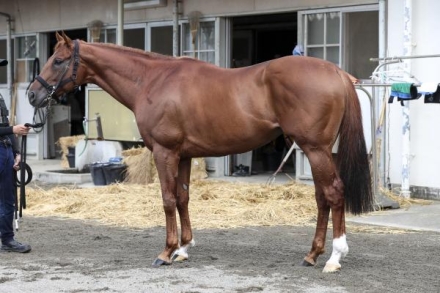 ダイタクヤマト 00年 スプリンターズS 16番人気 的中単勝馬券　全頭セット スプリンターズステークス2024特集】出走予定・枠順、予想オッズ