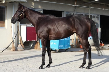 秋華賞2025特集 | netkeiba 競馬予想・結果・速報・オッズ・出馬