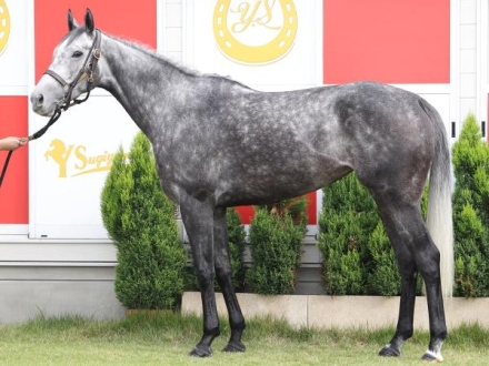 エリザベス女王杯2025特集 | netkeiba 競馬予想・結果・速報