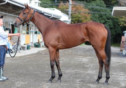エリザベス女王杯2025特集 | netkeiba 競馬予想・結果・速報