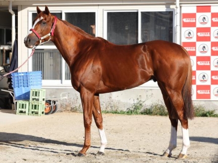 馬券　シンエンペラー　11種 シンエンペラー - Shin Emperor(FR) - 競走馬データベース