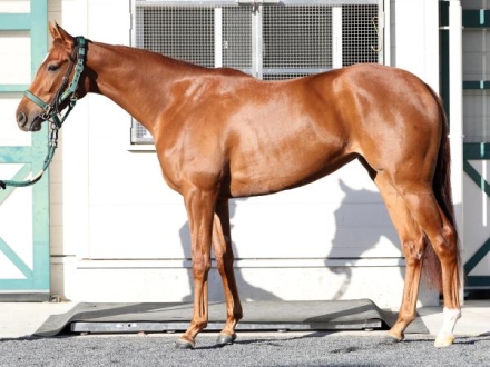 阪神ジュベナイルフィリーズ2025特集 | netkeiba 競馬予想・結果
