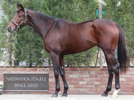 有馬記念2025特集 | netkeiba 競馬予想・結果・速報・オッズ