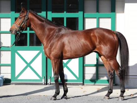 有馬記念(グランプリ)の出馬表【2017年12月24日中山11R】 | 競馬ラボ