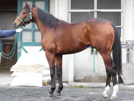 加藤剛史の馬体診断