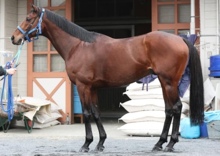 加藤剛史の馬体診断