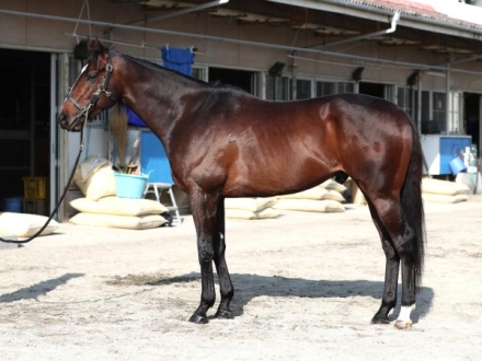 絆✨シックスペンス✨絆【メイクデビューからクラシック軌跡】 2歳新馬戦2024】待望のあの仔も！！6鞍出走56頭の若駒の姿を