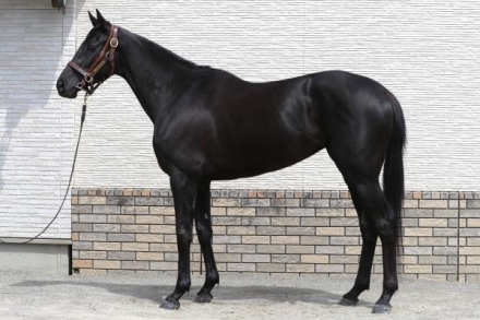 加藤剛史の馬体診断