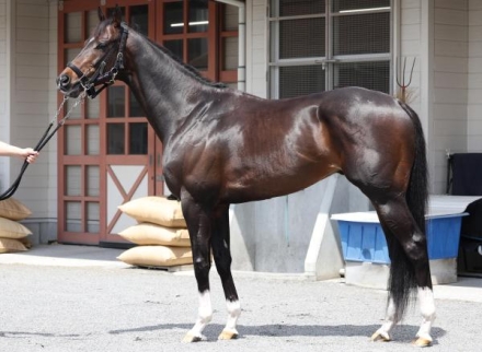 吉田順一の馬体診断