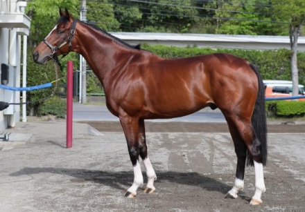 細江純子の馬体診断