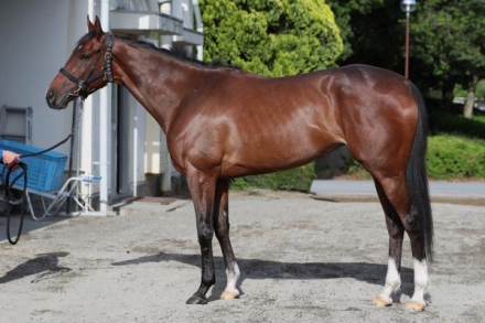 ステレンボッシュ｜名馬メモリアル｜競馬情報ならJRA-VAN