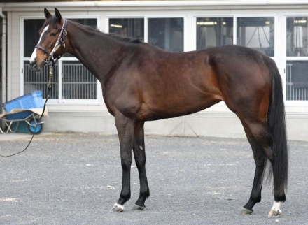 リンクスティップ (Lynx Tip) | 競走馬データ - netkeiba