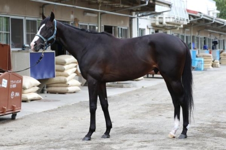 日本ダービー 日本ダービー2025特集 | netkeiba 競馬予想・結果・速報・オッズ