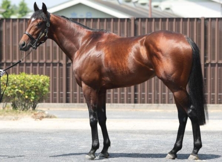 日本ダービー2025特集 | netkeiba 競馬予想・結果・速報・オッズ