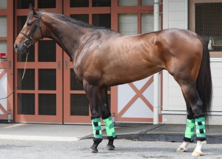 日本ダービー 日本ダービー2025特集 | netkeiba 競馬予想・結果・速報・オッズ