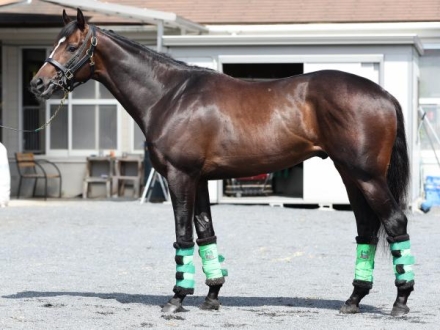 日本ダービー2025特集 | netkeiba 競馬予想・結果・速報・オッズ