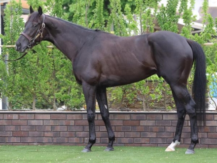日本ダービー2025 優勝馬　クロワデュノール クロワデュノールが優勝 競馬の日本ダービー、GⅠ2勝目 - 日本