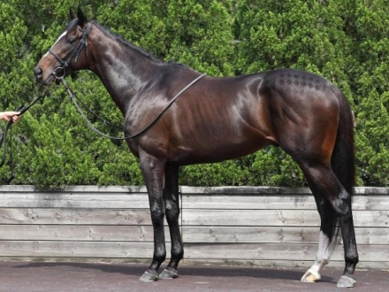 日本ダービー 日本ダービー2025特集 | netkeiba 競馬予想・結果・速報・オッズ