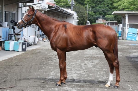 【期間限定販売】アーバンシック2024上半期ヒストリー URBAN CHIC wins the G1 Kikuka Sho 2024 (Japanese St. Leger