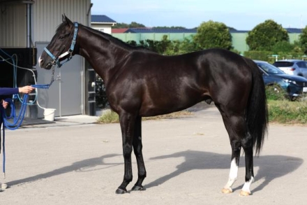 ドゥレッツァ (Durezza) | 競走馬データ - netkeiba