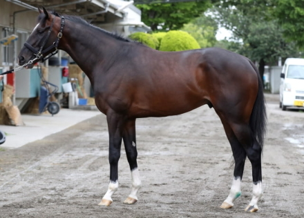 細江純子の馬体診断