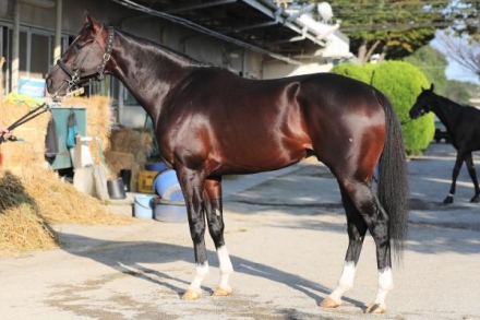 細江純子の馬体診断