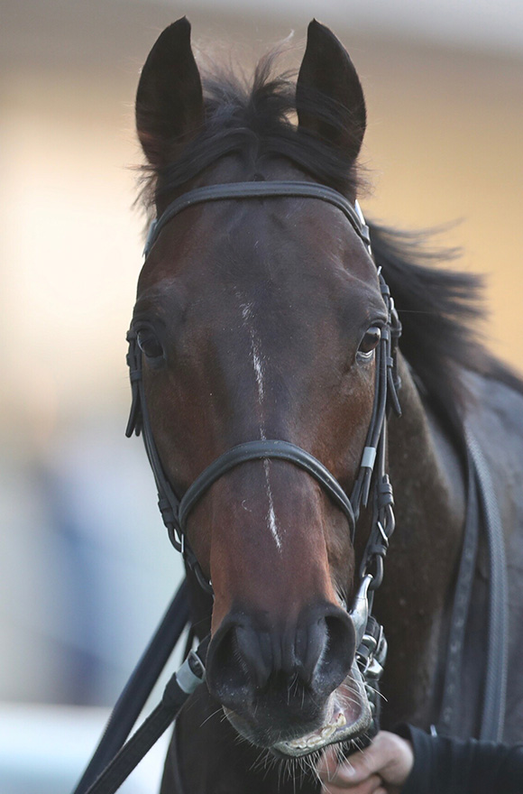 安田記念2025特集 | netkeiba 競馬予想・結果・速報・オッズ