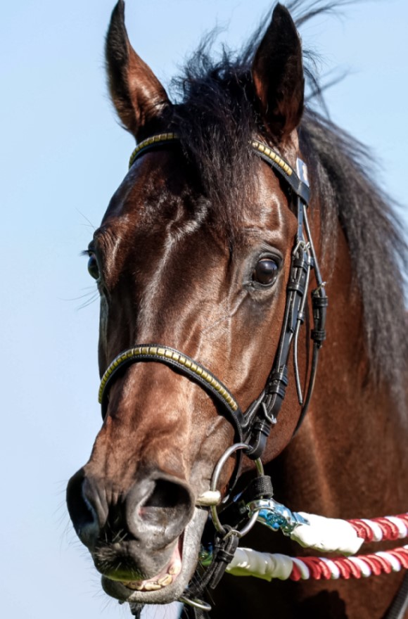 天皇賞(春)2025特集 | netkeiba 競馬予想・結果・速報・オッズ