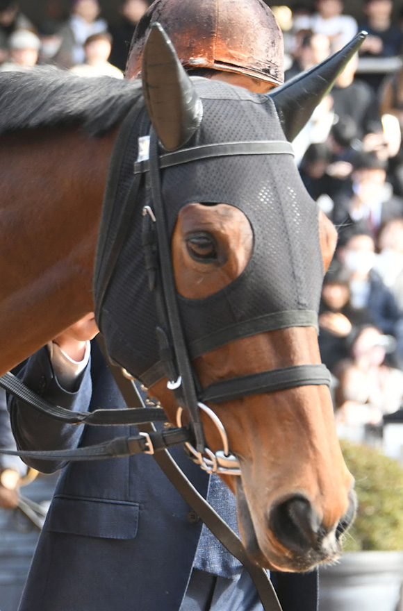 競馬　有力馬情報　後ろに競馬場のデータ付き 競馬 - Wikipedia