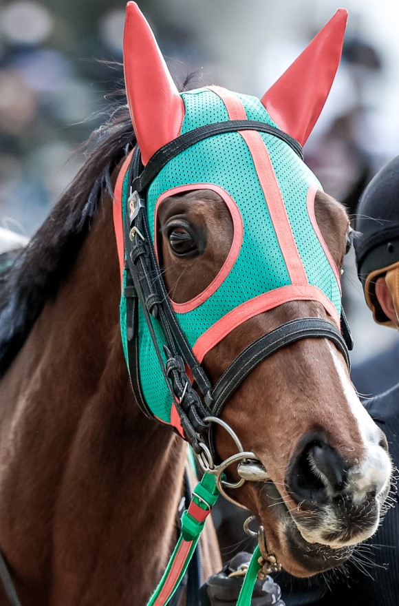 Amazon.co.jp: ニシノフラワー エリザベス女王杯 単勝 馬券 競馬