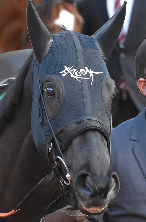 スプリンターズステークス2025特集 | netkeiba 競馬予想・結果