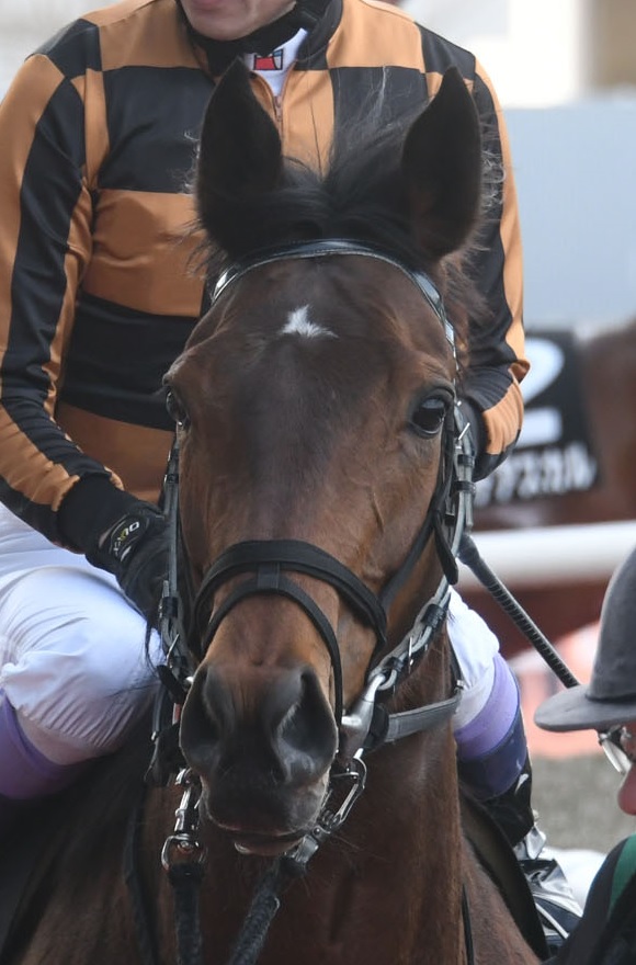 スプリンターズステークス2025特集 | netkeiba 競馬予想・結果