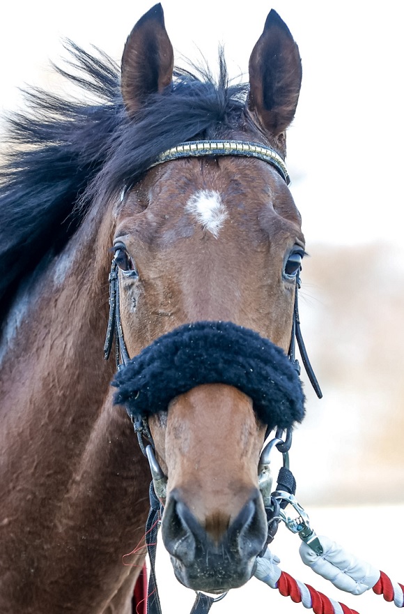 天皇賞(秋)2025特集 | netkeiba 競馬予想・結果・速報・オッズ