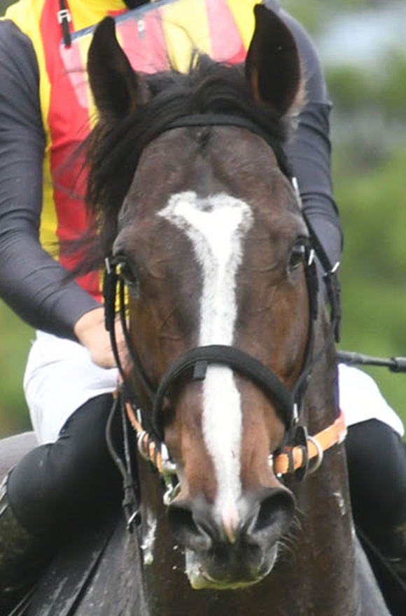 競馬　有力馬情報　後ろに競馬場のデータ付き 9/24(土) 中山競馬場 馬場状態＆全レース分析(展開注目データ