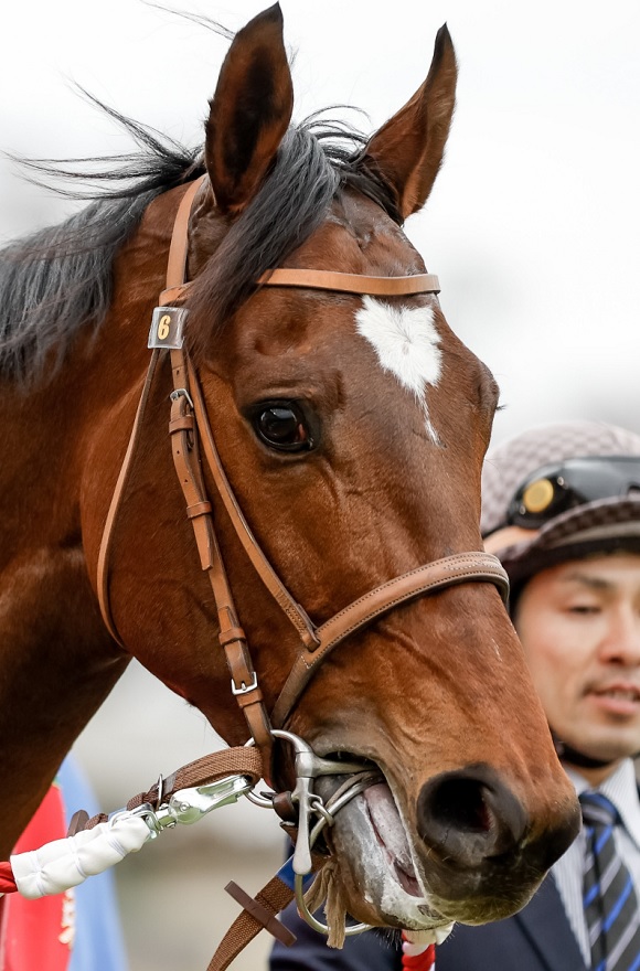 大阪杯2024特集 | netkeiba 競馬予想・結果・速報・オッズ・出馬表 