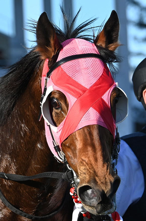 フェブラリーステークス2025特集 | netkeiba 競馬予想・結果
