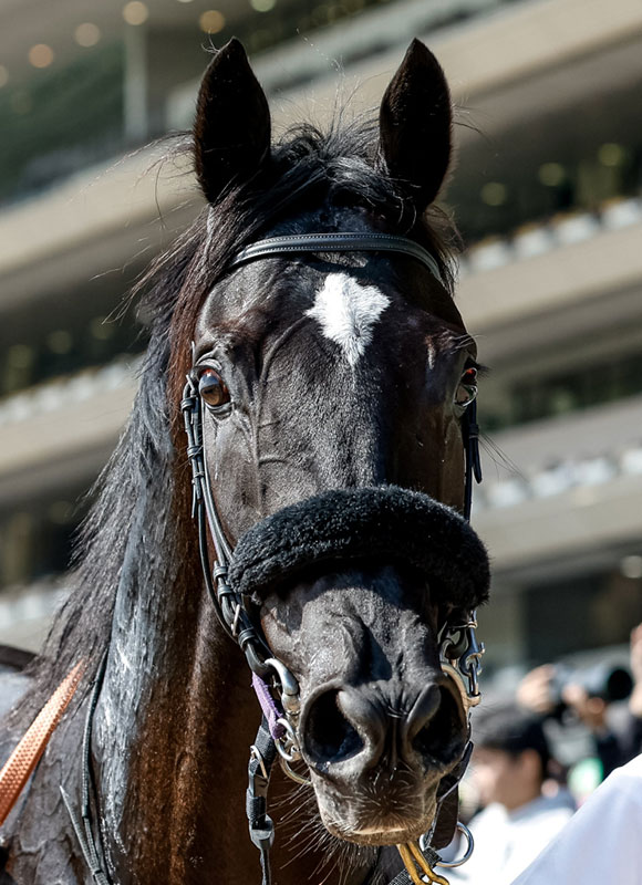 皐月賞2024特集 | netkeiba 競馬予想・結果・速報・オッズ・出馬表 