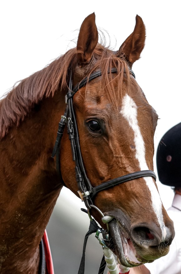 桜花賞2024特集 | netkeiba 競馬予想・結果・速報・オッズ・出馬表・出走予定馬・騎手・払戻など競馬最新情報！