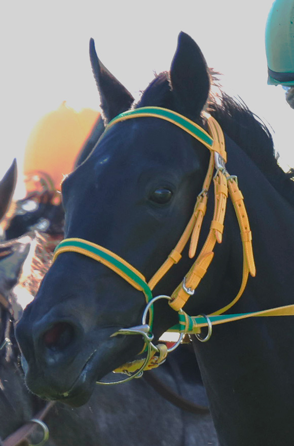 皐月賞2025特集 | netkeiba 競馬予想・結果・速報・オッズ・出馬