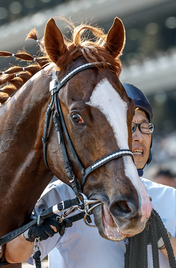 日本ダービー 日本ダービー2025特集 | netkeiba 競馬予想・結果・速報・オッズ