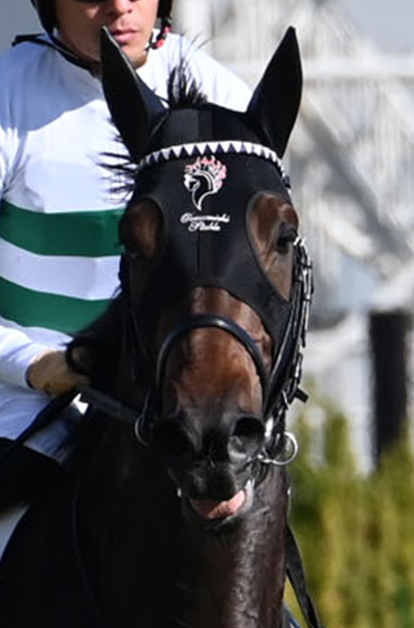 日本ダービー2025特集 | netkeiba 競馬予想・結果・速報・オッズ