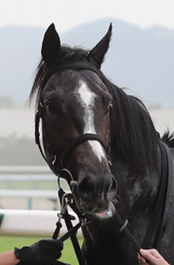 日本ダービー2025特集 | netkeiba 競馬予想・結果・速報・オッズ