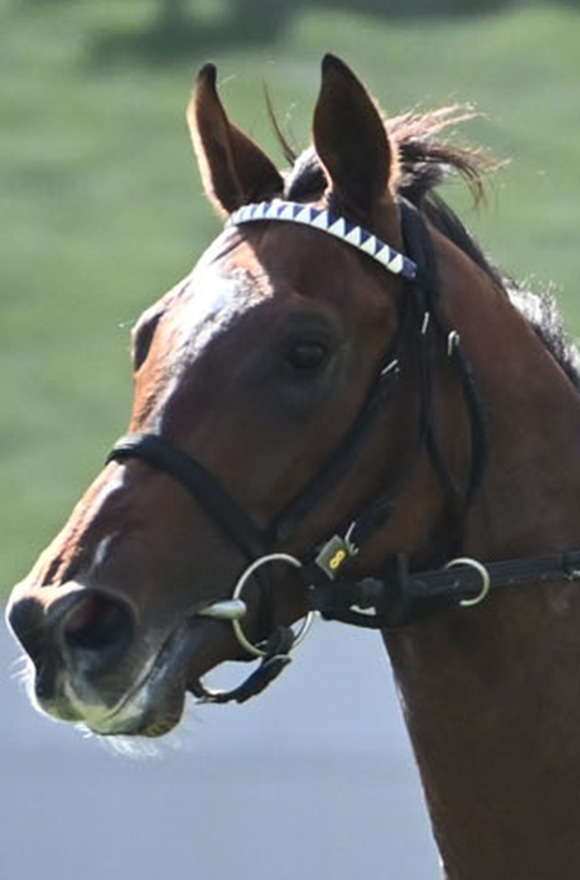 朝日杯フューチュリティステークス2025特集 | netkeiba 競馬予想 朝日杯フューチュリティステークス2025特集 | netkeiba 競馬予想