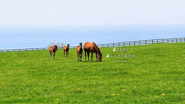 2024 北海道サマーセール6日目　生中継