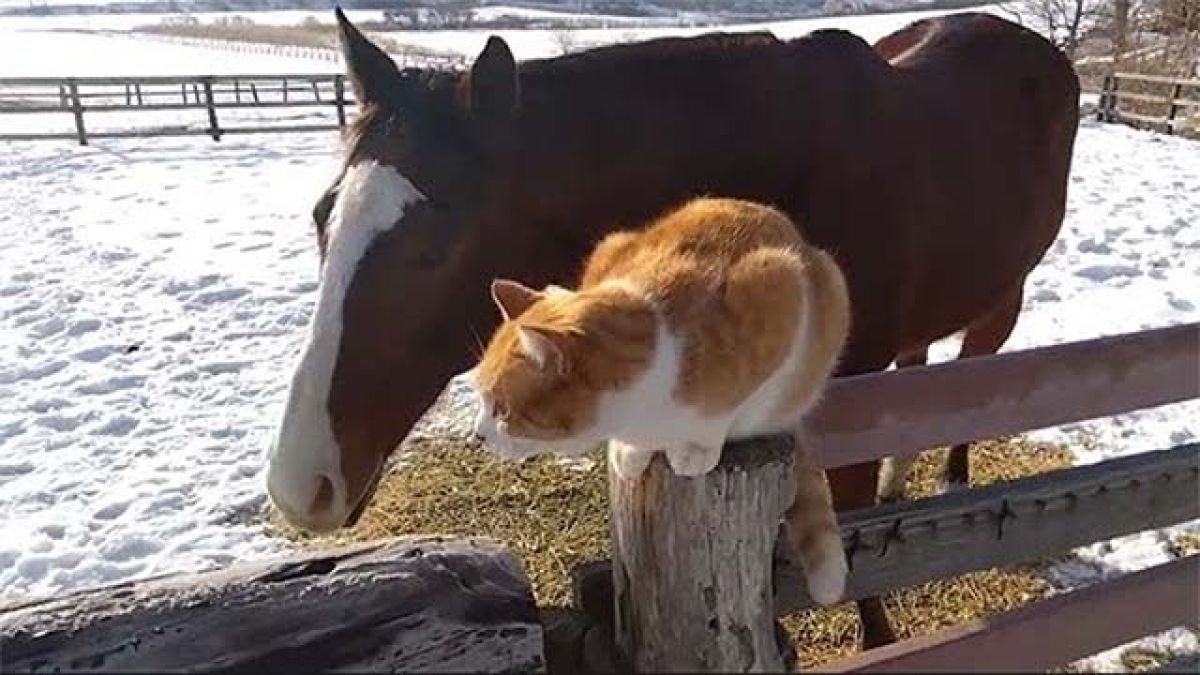 猫のメトちゃんが気になるメイショウドトウ